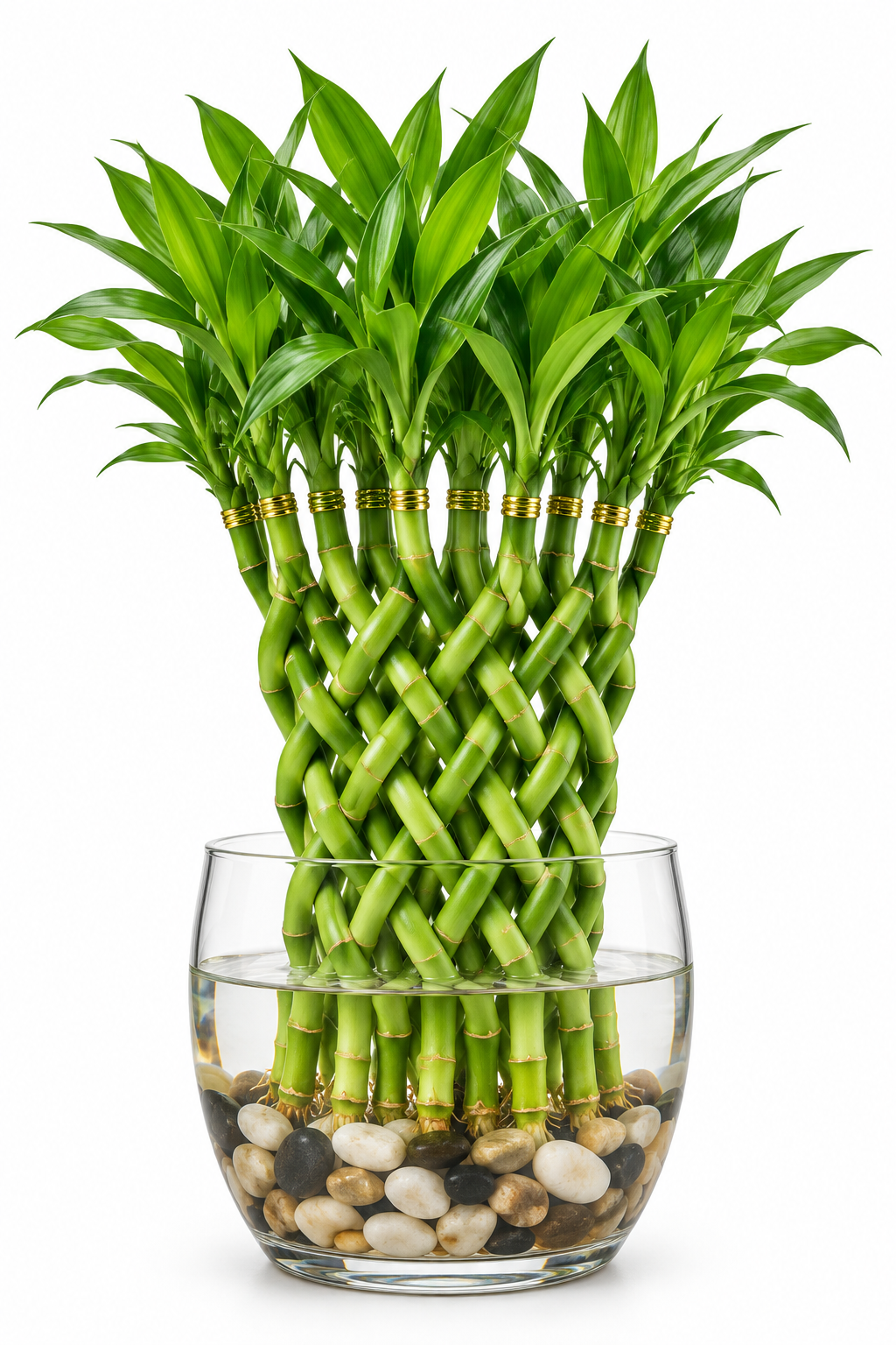 12 Braided Lucky Bamboo Plant | Wit Pot