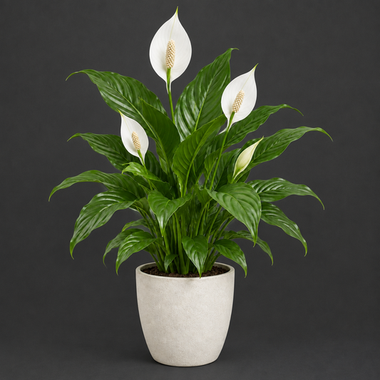 Peace lily in a pot against a dark grey background